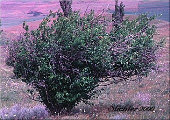 Douglas Hawthorn, Black Hawthorn: Crataegus douglasii (Synonyms: Crataegus columbiana var. columbiana, Crataegus douglasii var. douglasii)