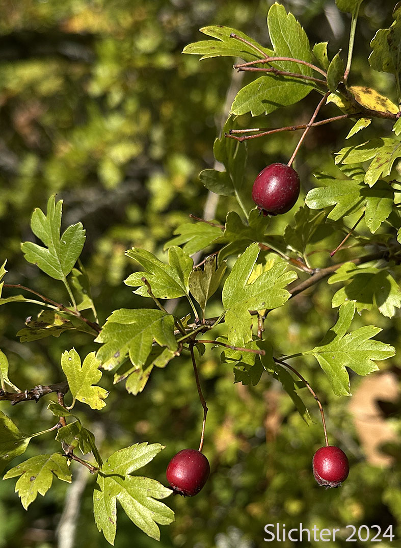 Ripe fruits of Common Hawthorn, English Hawthorn, One-seeded Hawthorn: Crataegus monogyna (Synonyms: Crataegus laevigata, Crataegus monogyna var. monogyna)