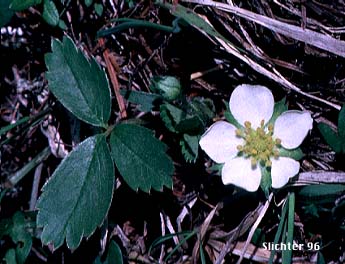 Blueleaf Strawberry, Broadpetal Strawberry, Broad-petal Strawberry, Mountain Strawberry, Virginia Strawberry, Wild Strawberry: Fragaria virginiana var. platypetala (Synonyms: Fragaria platypetala, Fragaria platypetala var. sibbaldifolia, Fragaria sibbaldifolia, Fragaria suksdorfii, Fragaria truncata, Fragaria virginiana ssp. platypetala)