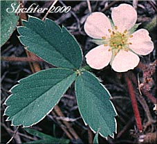 Blueleaf Strawberry, Broadpetal Strawberry, Broad-petal Strawberry, Mountain Strawberry, Virginia Strawberry, Wild Strawberry: Fragaria virginiana var. platypetala (Synonyms: Fragaria platypetala, Fragaria platypetala var. sibbaldifolia, Fragaria sibbaldifolia, Fragaria suksdorfii, Fragaria truncata, Fragaria virginiana ssp. platypetala)
