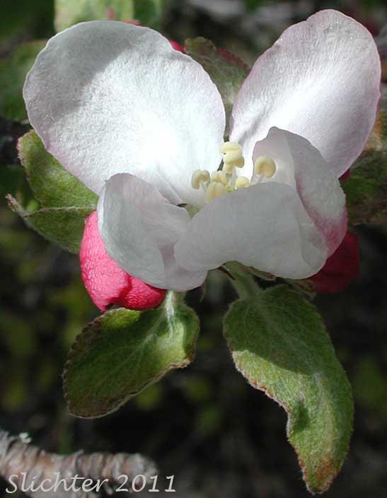 Flower of Domestic Apple, Cultivated Apple: Malus xdomestica (Synonyms: Malus communis, Malus pumila, Malus sylvestris, Pyrus malus)