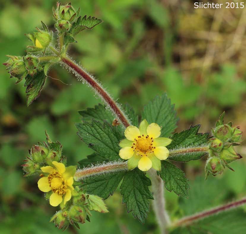 Greene's Drymocallis, Sticky Cinquefoil: Potentilla glandulosa ssp. glandulosa (Synonyms: Drymocallis glandulosa, Potentilla glandulosa ssp. typica, Potentilla glandulosa var. campanulata, Potentilla glandulosa var. glandulosa, Potentilla glandulosa var. incisa, Potentilla rhomboidea, Potentilla valida)