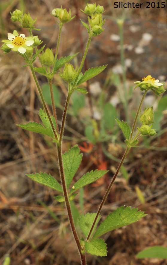 Greene's Drymocallis, Sticky Cinquefoil: Potentilla glandulosa ssp. glandulosa (Synonyms: Drymocallis glandulosa, Potentilla glandulosa ssp. typica, Potentilla glandulosa var. campanulata, Potentilla glandulosa var. glandulosa, Potentilla glandulosa var. incisa, Potentilla rhomboidea, Potentilla valida)