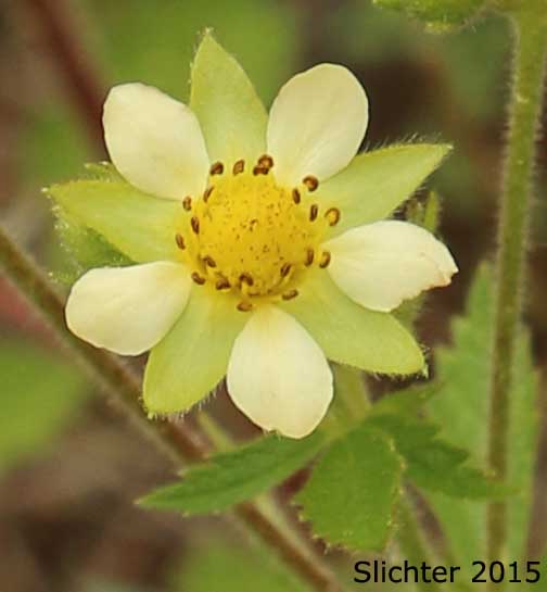 Flower of Greene's Drymocallis, Sticky Cinquefoil: Potentilla glandulosa ssp. glandulosa (Synonyms: Drymocallis glandulosa, Potentilla glandulosa ssp. typica, Potentilla glandulosa var. campanulata, Potentilla glandulosa var. glandulosa, Potentilla glandulosa var. incisa, Potentilla rhomboidea, Potentilla valida)