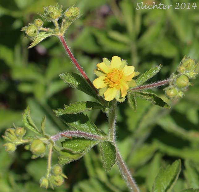 Greene's Drymocallis, Sticky Cinquefoil: Potentilla glandulosa ssp. glandulosa (Synonyms: Drymocallis glandulosa, Potentilla glandulosa ssp. typica, Potentilla glandulosa var. campanulata, Potentilla glandulosa var. glandulosa, Potentilla glandulosa var. incisa, Potentilla rhomboidea, Potentilla valida)