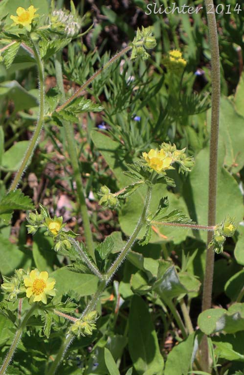 Inflorescence of Greene's Drymocallis, Sticky Cinquefoil: Potentilla glandulosa ssp. glandulosa (Synonyms: Drymocallis glandulosa, Potentilla glandulosa ssp. typica, Potentilla glandulosa var. campanulata, Potentilla glandulosa var. glandulosa, Potentilla glandulosa var. incisa, Potentilla rhomboidea, Potentilla valida)