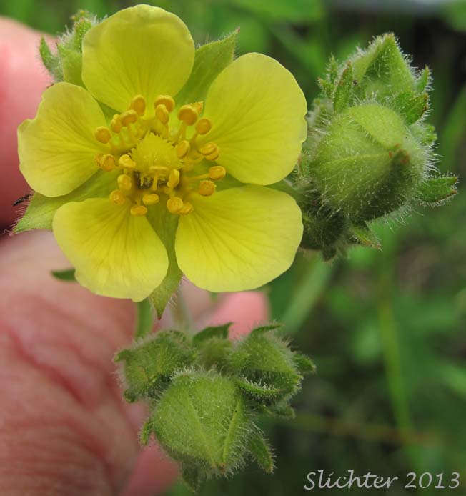 Greene's Drymocallis, Sticky Cinquefoil: Potentilla glandulosa ssp. glandulosa (Synonyms: Drymocallis glandulosa, Potentilla glandulosa ssp. typica, Potentilla glandulosa var. campanulata, Potentilla glandulosa var. glandulosa, Potentilla glandulosa var. incisa, Potentilla rhomboidea, Potentilla valida)
