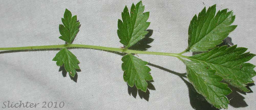 Dorsal leaf surface of Austin's Drymocallis, Nevada Cinquefoil: Potentilla glandulosa ssp. nevadensis (Synonyms: Drymocallis lactea var. austiniae, Drymocallis lactea var. lactea, Potentilla glandulosa var. austiniae, Potentilla glandulosa var. nevadensis, Potentilla pumila)