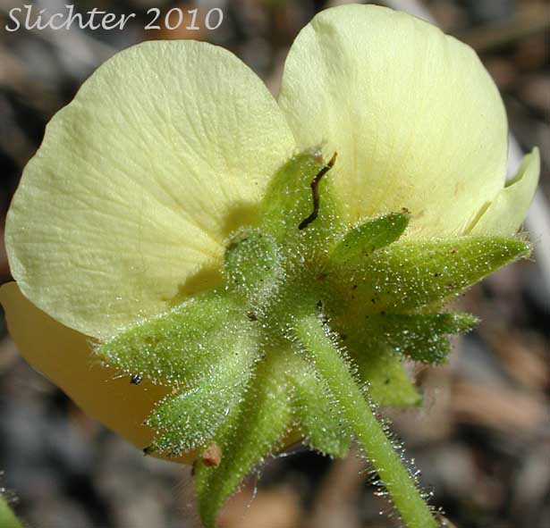 Close-up of the petals and sepals of Austin's Drymocallis, Nevada Cinquefoil: Potentilla glandulosa ssp. nevadensis (Synonyms: Drymocallis lactea var. austiniae, Drymocallis lactea var. lactea, Potentilla glandulosa var. austiniae, Potentilla glandulosa var. nevadensis, Potentilla pumila)