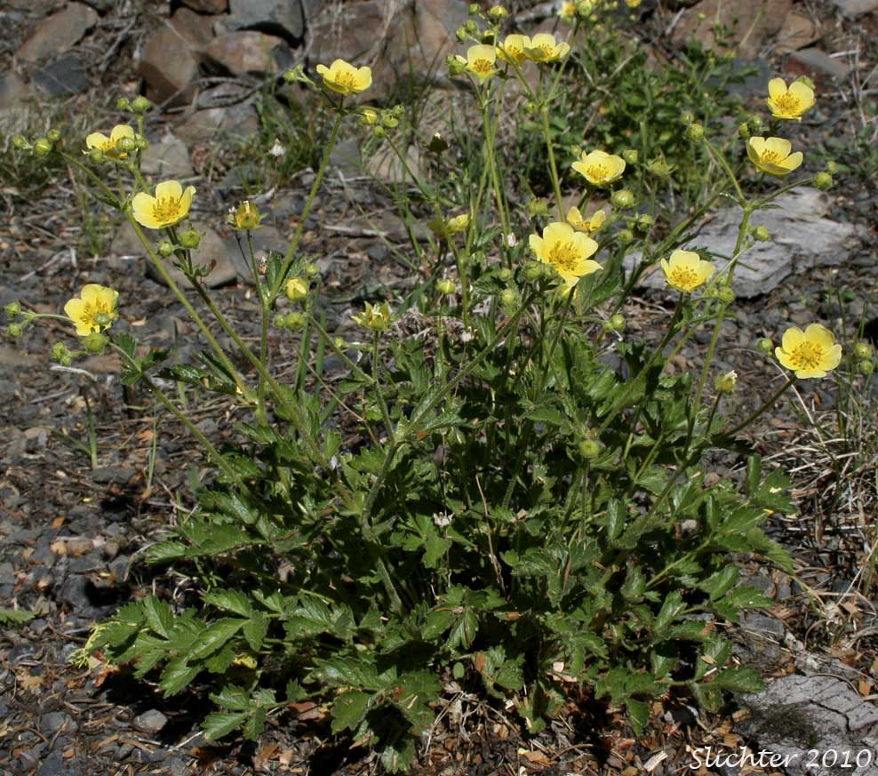 Austin's Drymocallis, Nevada Cinquefoil: Potentilla glandulosa ssp. nevadensis (Synonyms: Drymocallis lactea var. austiniae, Drymocallis lactea var. lactea, Potentilla glandulosa var. austiniae, Potentilla glandulosa var. nevadensis, Potentilla pumila)