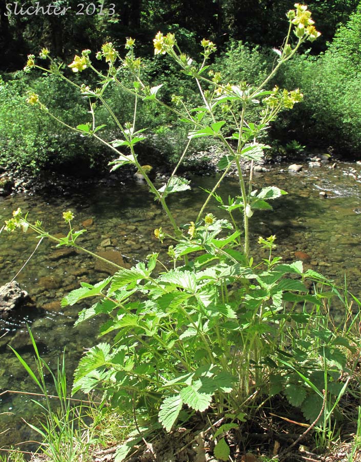 Sticky Cinquefoil: Potentilla glandulosa var. reflexa (Synonyms: Drymocallis reflexa, Potentilla glandulosa ssp. reflexa, Potentilla reflexa)
