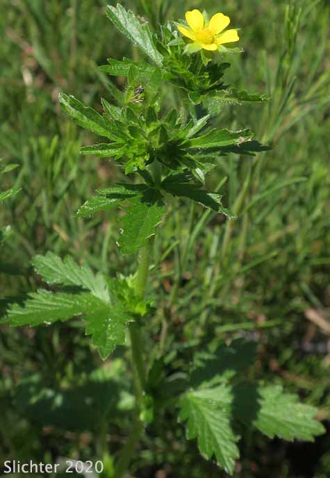 Brook Cinquefoil, Stream-bank Cinquefoil: Potentilla rivalis (Synonyms: Potentilla leucocarpa, Potentilla millegrana, Potentilla millegrana var. millegrana, Potentilla pentandra, Potentilla rivalis var. millegrana, Potentilla rivalis var. pentandra, Potentilla rivalis var. rivalis, Tridophyllum rivale)