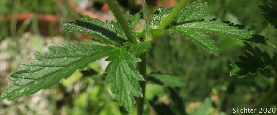 Brook Cinquefoil, Stream-bank Cinquefoil: Potentilla rivalis (Synonyms: Potentilla leucocarpa, Potentilla millegrana, Potentilla millegrana var. millegrana, Potentilla pentandra, Potentilla rivalis var. millegrana, Potentilla rivalis var. pentandra, Potentilla rivalis var. rivalis, Tridophyllum rivale)