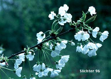 Sour Cherry: Prunus cerasus