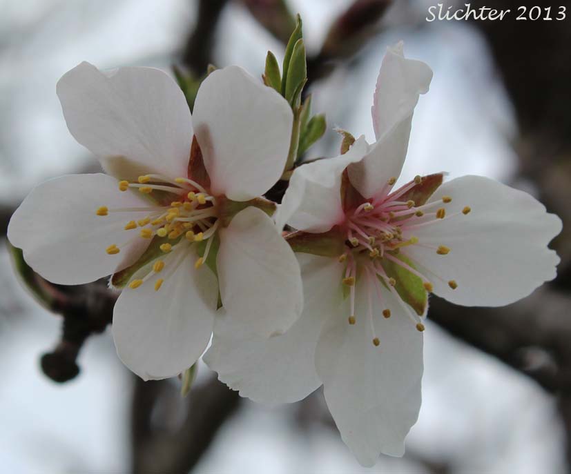 Flowers of Sweet Almond: Prunus dulcis (Synonyms: Amygdalus communis, Amygdalus dulcis, Prunus amygdalus, Prunus communis, Prunus dulcis var. amara)