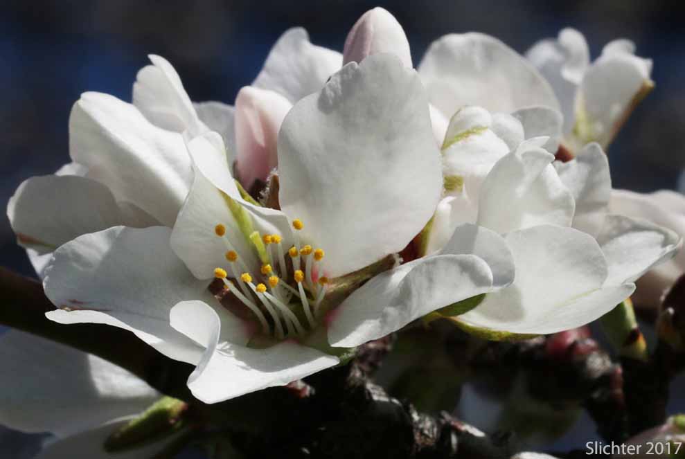 Flowers of Sweet Almond: Prunus dulcis (Synonyms: Amygdalus communis, Amygdalus dulcis, Prunus amygdalus, Prunus communis, Prunus dulcis var. amara)
