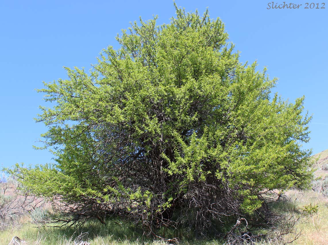Sweet Almond: Prunus dulcis (Synonyms: Amygdalus communis, Amygdalus dulcis, Prunus amygdalus, Prunus communis, Prunus dulcis var. amara)