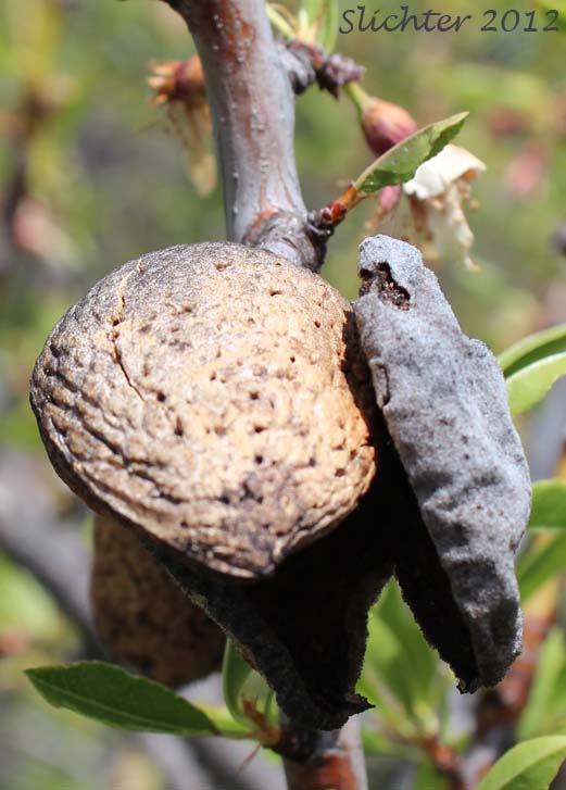Drying fruit separating from seed coat of Sweet Almond: Prunus dulcis (Synonyms: Amygdalus communis, Amygdalus dulcis, Prunus amygdalus, Prunus communis, Prunus dulcis var. amara)