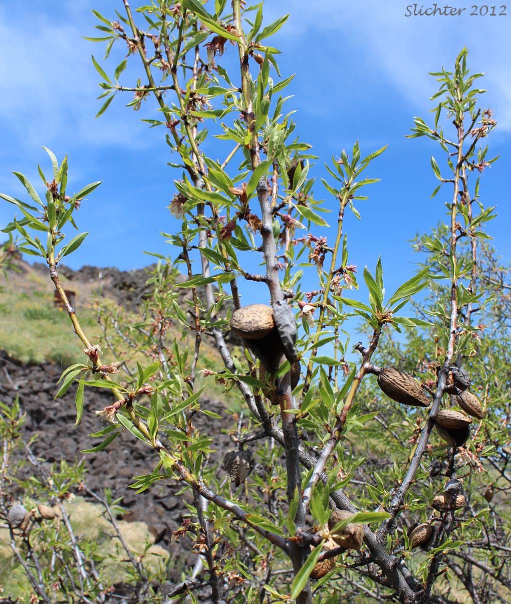 Sweet Almond: Prunus dulcis (Synonyms: Amygdalus communis, Amygdalus dulcis, Prunus amygdalus, Prunus communis, Prunus dulcis var. amara)