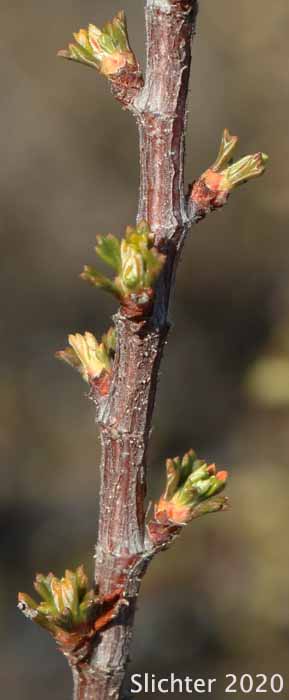 Newly sprouting leaves on Antelope Bitterbrush, Antelope Brush, Antelope-brush, Bitterbrush: Purshia tridentata (Synonyms: Kunzia tridentate, Purshia tridentata var. tridentata, Tigarea tridentate)