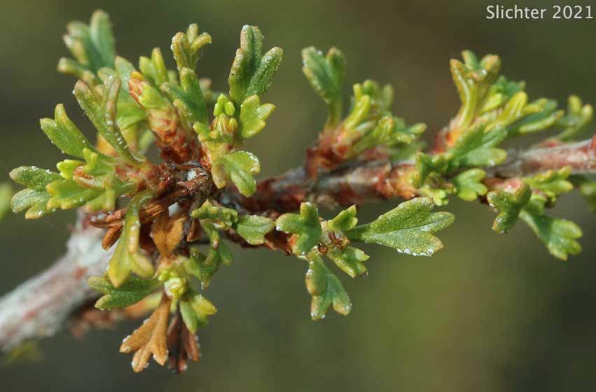 Newly emerging leaves of Antelope Bitterbrush, Antelope Brush, Antelope-brush, Bitterbrush: Purshia tridentata (Synonyms: Kunzia tridentate, Purshia tridentata var. tridentata, Tigarea tridentate)