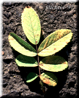 Leaf of Clustered Rose, Clustered Wild Rose, Swamp Rose, Peafruit Rose: Rosa pisocarpa ssp. pisocarpa (Synonyms: Rosa anacantha, Rosa pisocarpa var. pisocarpa, Rosa pisocarpa var. rivalis, Rosa pringlei, Rosa rivalis)
