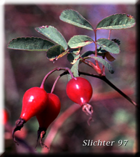 Fruits of Clustered Rose, Clustered Wild Rose, Swamp Rose, Peafruit Rose: Rosa pisocarpa ssp. pisocarpa (Synonyms: Rosa anacantha, Rosa pisocarpa var. pisocarpa, Rosa pisocarpa var. rivalis, Rosa pringlei, Rosa rivalis)