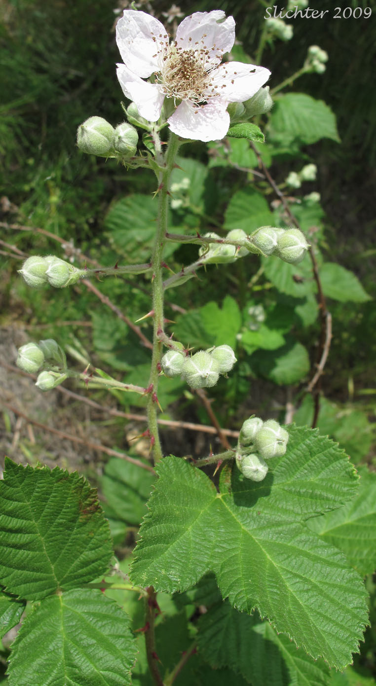 Himalayan Blackberry: Rubus bifrons (Synonyms: Rubus armeniacus, Rubus discolor, Rubus procerus, Rubus thrysanthus)