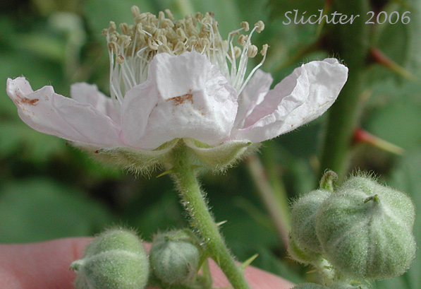 Himalayan Blackberry: Rubus bifrons (Synonyms: Rubus armeniacus, Rubus discolor, Rubus procerus, Rubus thrysanthus)