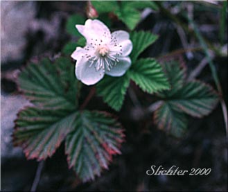 Dwarf Bramble, Roughfruit Berry: Rubus lasiococcus (Synonym: Comarobatia lasiococca)