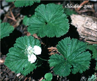 Dwarf Bramble, Roughfruit Berry: Rubus lasiococcus (Synonym: Comarobatia lasiococca)