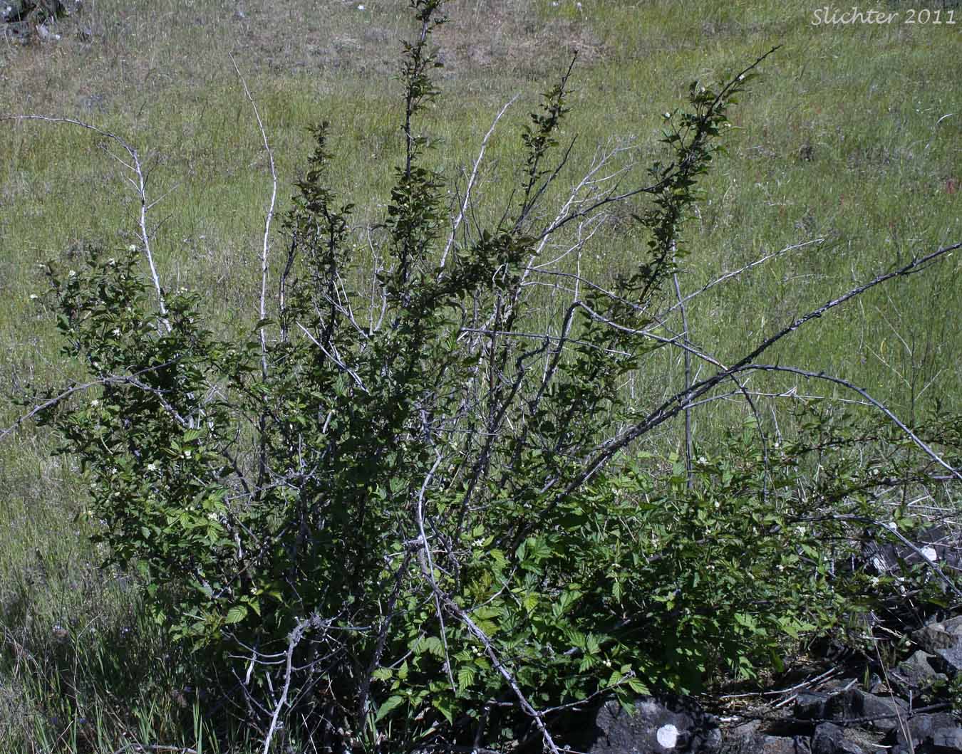 Blackcap, Whitebark Raspberry: Rubus leucodermis (Synonyms: Melanobatus leucodermis, Rubus leucodermis var. bernardinus, Rubus leucodermis var. trinitatis, Rubus occidentalis var. leucodermis)