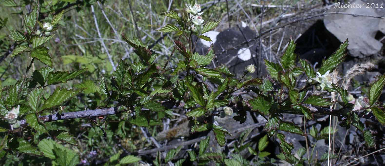 Terminal end of an arching stem of Blackcap, Whitebark Raspberry: Rubus leucodermis (Synonyms: Melanobatus leucodermis, Rubus leucodermis var. bernardinus, Rubus leucodermis var. trinitatis, Rubus occidentalis var. leucodermis)