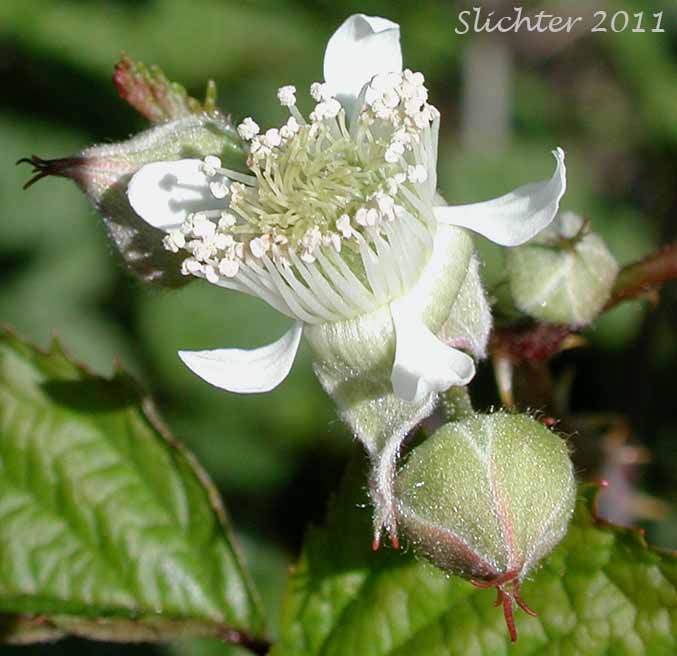 Close-up of a flower of Blackcap, Whitebark Raspberry: Rubus leucodermis (Synonyms: Melanobatus leucodermis, Rubus leucodermis var. bernardinus, Rubus leucodermis var. trinitatis, Rubus occidentalis var. leucodermis)