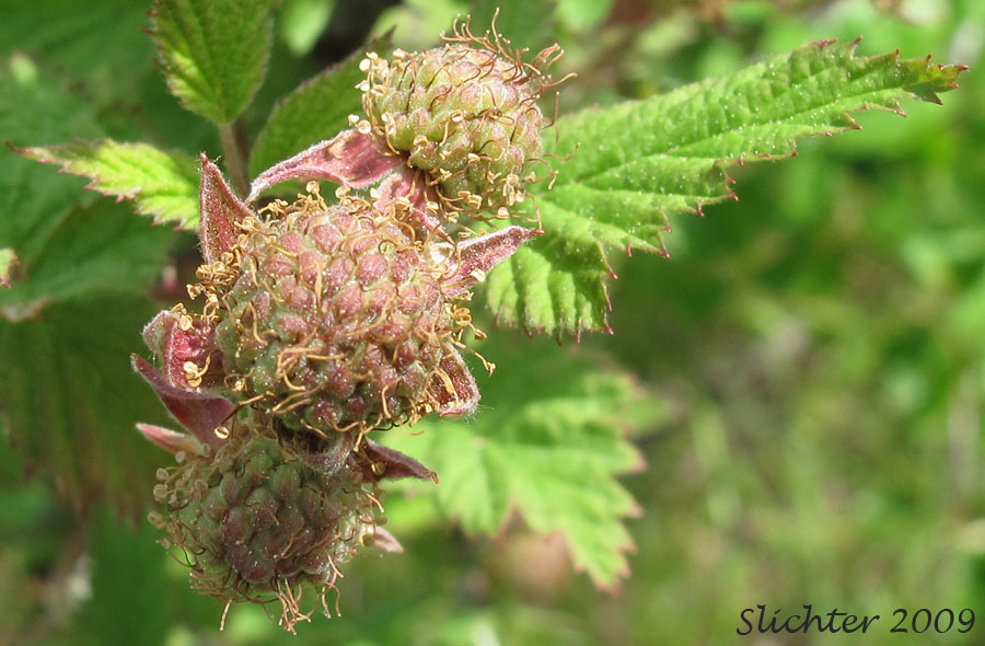 Developing fruits of Synonyms: Melanobatus leucodermis, Rubus leucodermis var. bernardinus, Rubus leucodermis var. trinitatis, Rubus occidentalis var. leucodermis