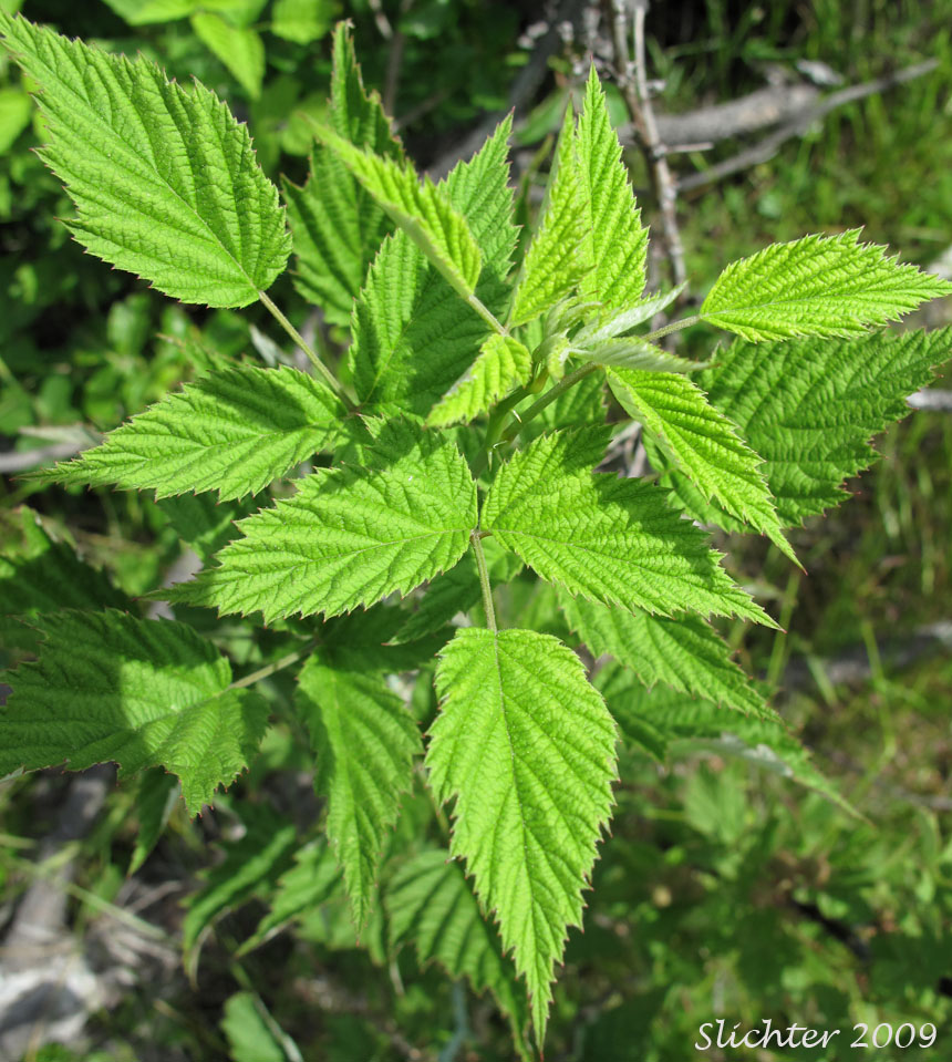 Trifoliate leaves of Synonyms: Melanobatus leucodermis, Rubus leucodermis var. bernardinus, Rubus leucodermis var. trinitatis, Rubus occidentalis var. leucodermis