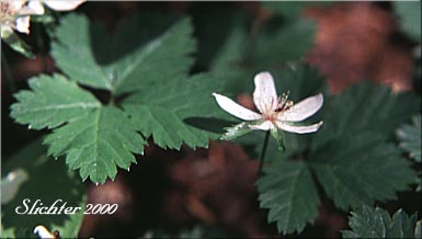 Five-leaf Bramble, Five-leaved Dwarf Bramble, Strawberry Bramble, Strawberry Dwarf Bramble, Strawberryleaf Raspberry: Rubus pedatus (Synonyms: Ametron pedatum, Comaropsis pedata, Dalibardia pedata, Psychrobatia pedata)