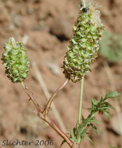 Annual Burnet, Prairie Burnet, Western Burnet: Poteridium occidentale (Synonyms: Poteridium occidentale, Sanguisorba annua, Sanguisorba occidentalis) - Note: This taxon is recognized as Poteridium occidentale in Oregon.