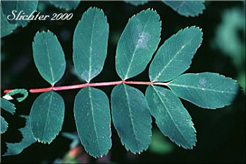 Upper leaf of Dwarf Mountain Ash, Gray's Mountain Ash, Sitka Mountain Ash, Sitka Mountain-ash: Sorbus sitchensis var. grayi (Synonyms: Pyrus occidentalis, Sorbus occidentalis, Sorbus sitchensis ssp. grayi)