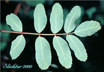 Lower leaf of Dwarf Mountain Ash, Gray's Mountain Ash, Sitka Mountain Ash, Sitka Mountain-ash: Sorbus sitchensis var. grayi (Synonyms: Pyrus occidentalis, Sorbus occidentalis, Sorbus sitchensis ssp. grayi)