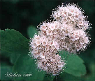 Birch-leaved Spiraea, Shinyleaf Spiraea, Shiny-leaf Spiraea, White Spiraea: Spiraea lucida: (Synonyms: Spiraea betulifolia, Spiraea betulifolia var. lucida)