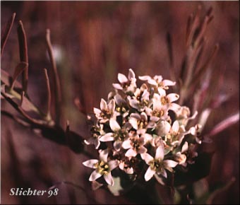 Pale Bastard Toad-flax : Comandra umbellata var. pallida 