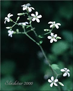 Inflorescence of Coast Boykinia, Coastal Brookfoam, Slender Boykinia: Boykinia occidentalis (Synonyms: Boykinia cincinnata, Boykinia elata, Boykinia vancouverensis, Therofon cincinnatum)