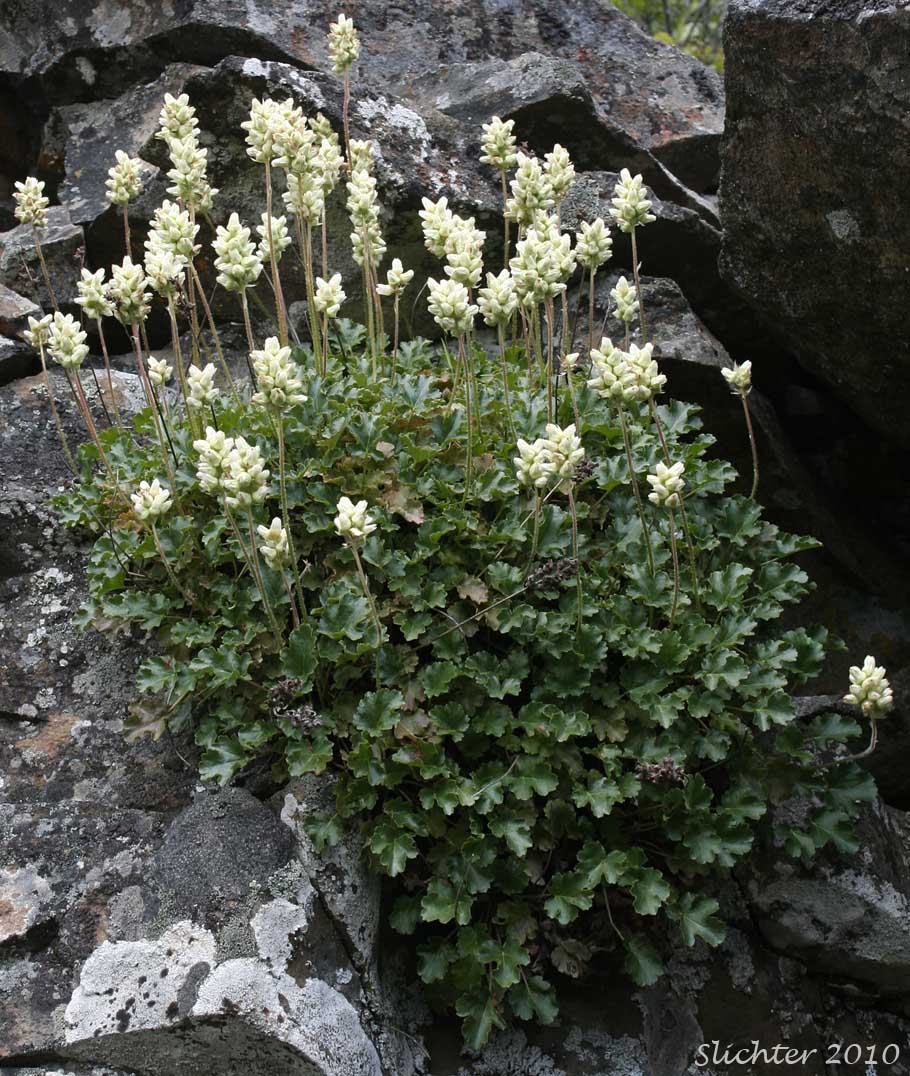 Alpine Alumroot: Heuchera cylincrica var. alpina (Synonyms: Heuchera cylindrica var. orbicularis, Heuchera cylindrica var. ovalifolia, Heuchera ovalifolia, Heuchera ovalifolia var. ovalifolia, Heuchera ovalifolia var. thompsonii)