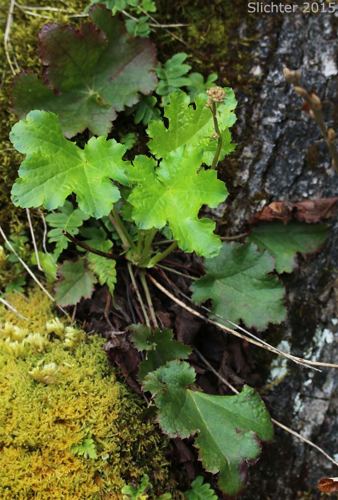 Pacific Alumroot, Smallflower Alumroot: Heuchera micrantha var. diversifolia (Synonyms: Heuchera diversifolia, Heuchera micrantha var. pacifica)