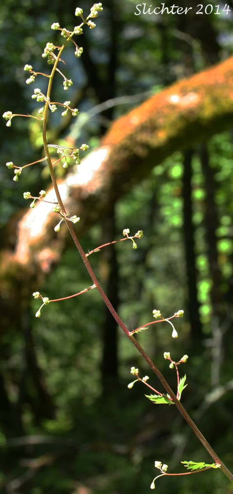 Inflorescence of Pacific Alumroot, Smallflower Alumroot: Heuchera micrantha var. diversifolia (Synonyms: Heuchera diversifolia, Heuchera micrantha var. pacifica)