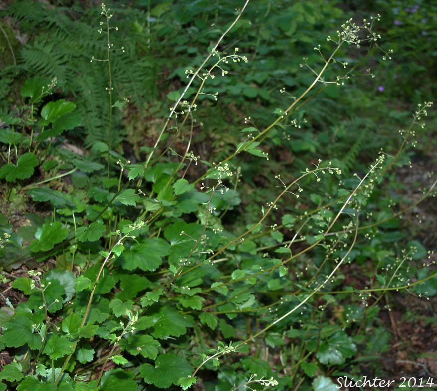 Pacific Alumroot, Smallflower Alumroot: Heuchera micrantha var. diversifolia (Synonyms: Heuchera diversifolia, Heuchera micrantha var. pacifica)