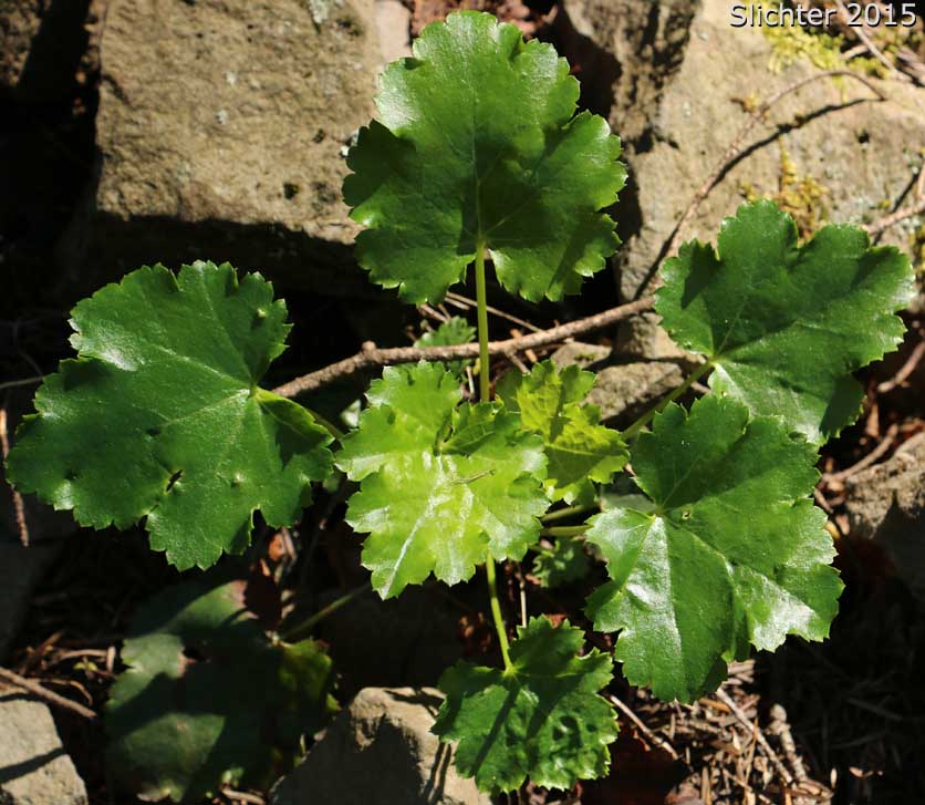 Crevice Alumroot, Smallflower Alumroot, Small-flowered Alumroot: Heuchera micrantha var. micrantha