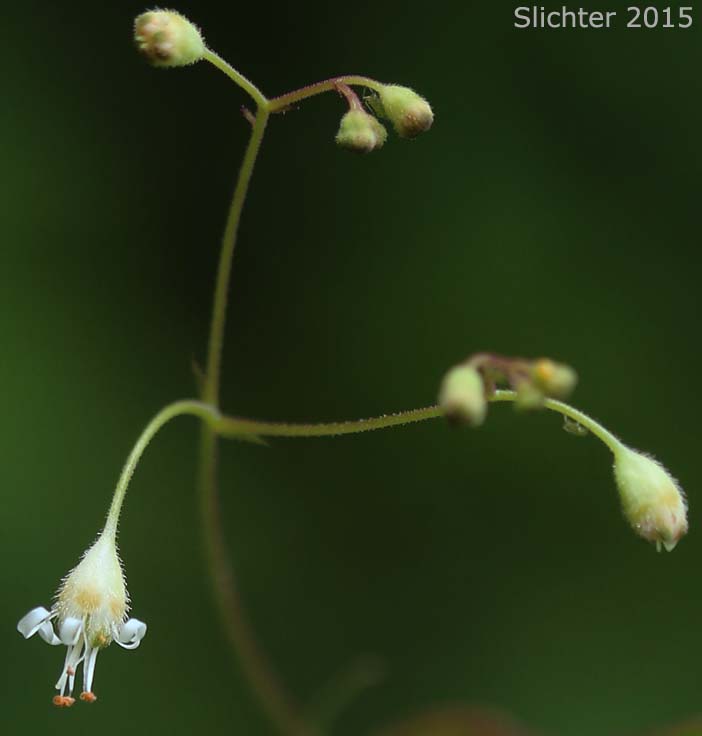 Flowers of Crevice Alumroot, Smallflower Alumroot, Small-flowered Alumroot: Heuchera micrantha var. micrantha