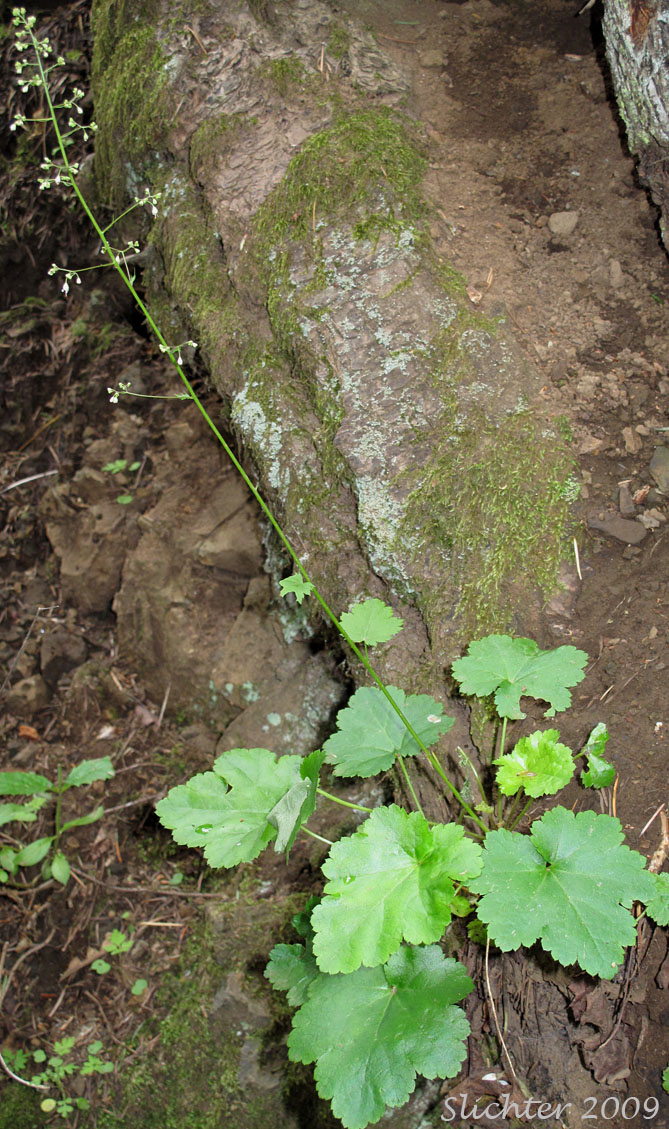 Crevice Alumroot, Smallflower Alumroot, Small-flowered Alumroot: Heuchera micrantha var. micrantha